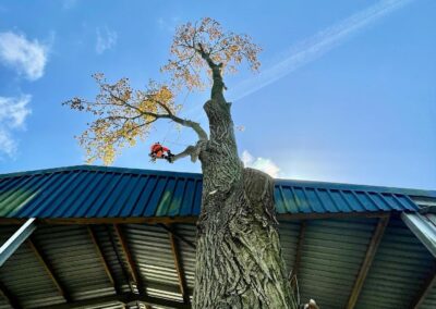 Commercial Tree Surgeons Yorkshire