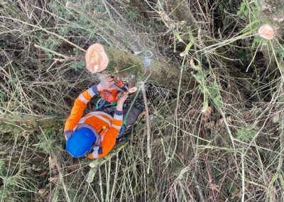 Commercial Tree Surgeons Lincolnshire