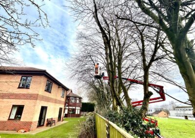 Commercial Tree Surgeons Grimsby