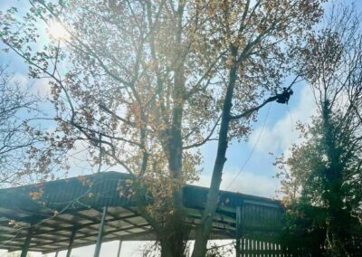 Tree Site Clearance Lincolnshire