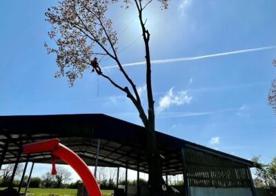 Tree Site Clearance Grimsby